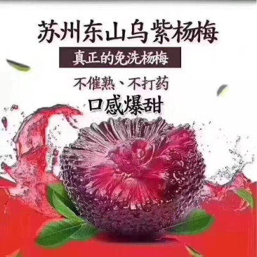 东山乌紫杨梅