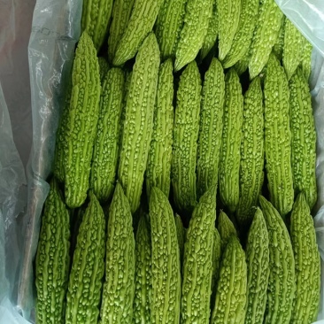 精品苦瓜大量上市对接电商市场批发商欢迎咨询合作