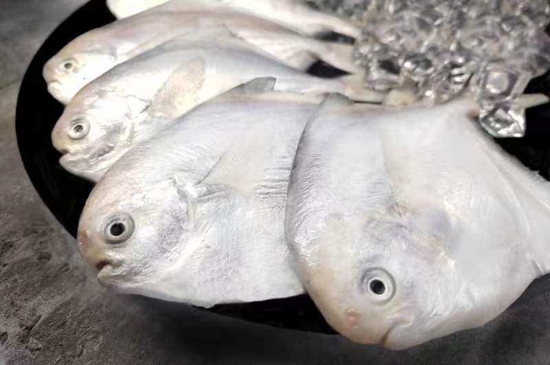 东海精品鲳鱼真空包装原产地厂家对接大型商超大型批发商