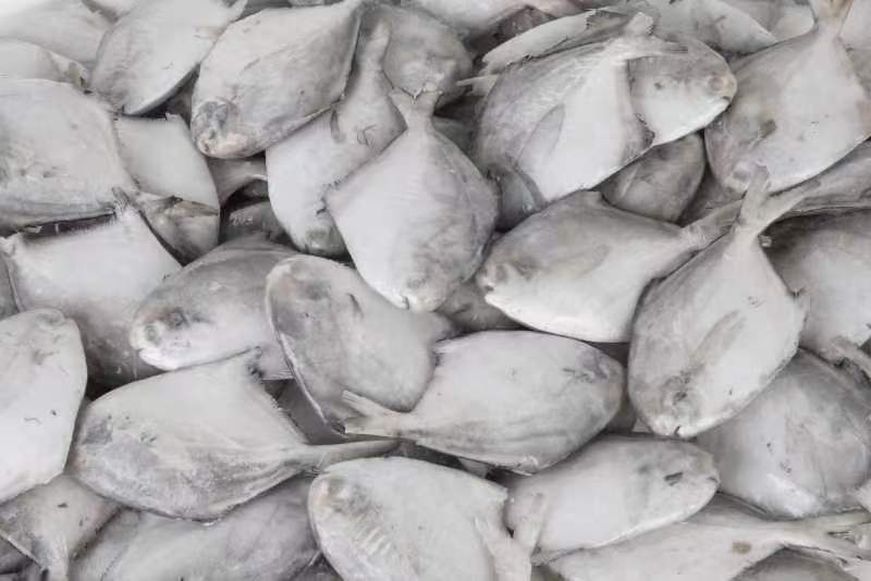 东海精品鲳鱼真空包装原产地厂家对接大型商超大型批发商
