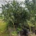 脆蜜金桔王果苗单果50-90g化渣好糖度高纯甜多
