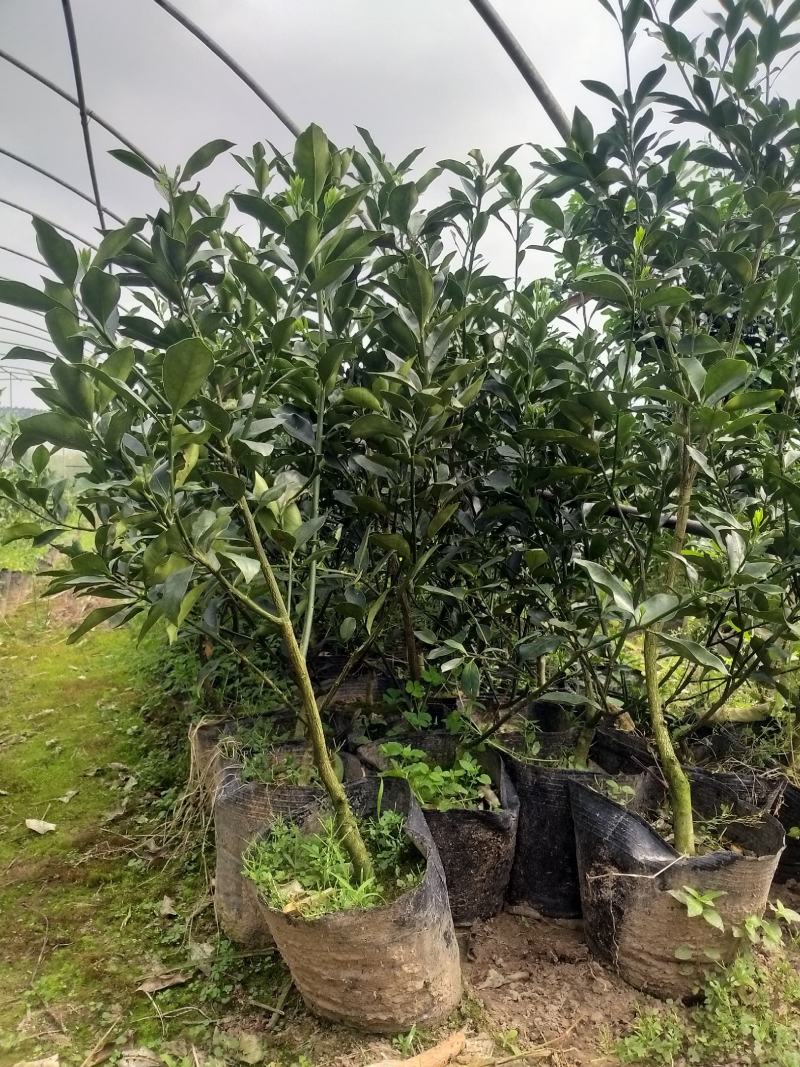 脆蜜金桔王果苗单果50-90g化渣好糖度高纯甜多