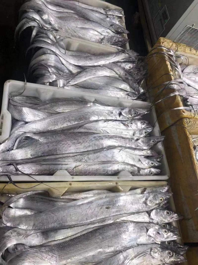 干冰条东海带鱼舟山带鱼产地直销一手货源厂家直供大型批发商