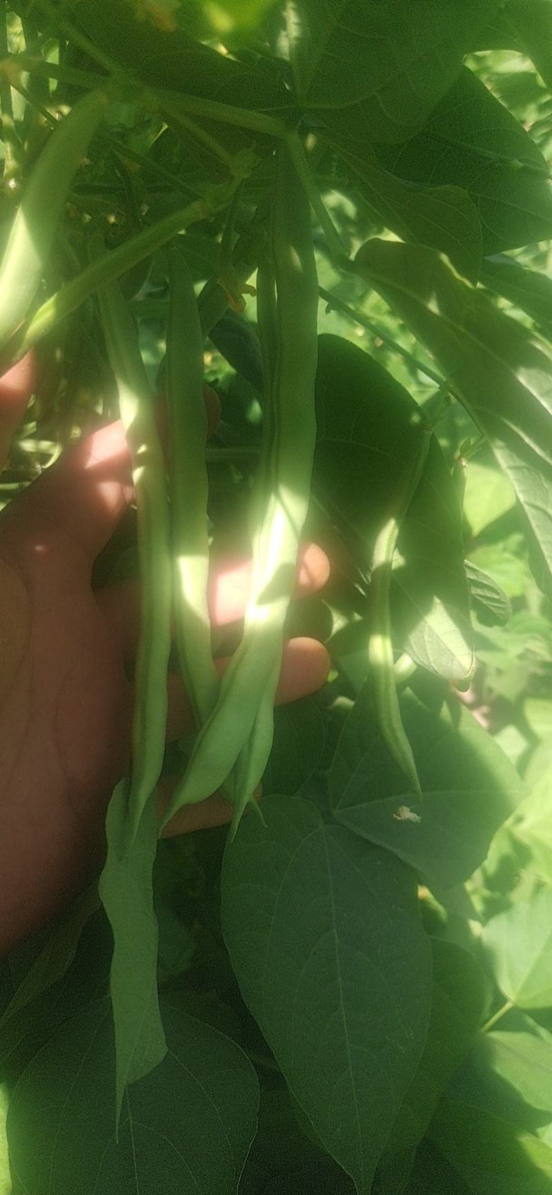 今天是6月1号，精品四季豆上市！产地直发