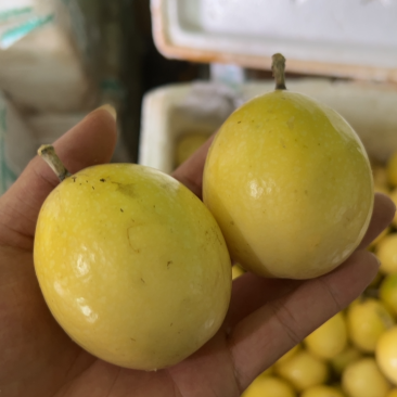 大量黄金百香果