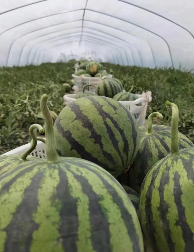 东台8424有籽无籽大量上市整车发货