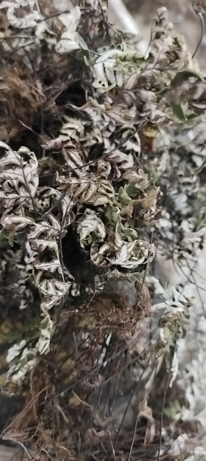 通经草金丝草、止惊草、金线铜皮分经草小孩拳伸筋草
