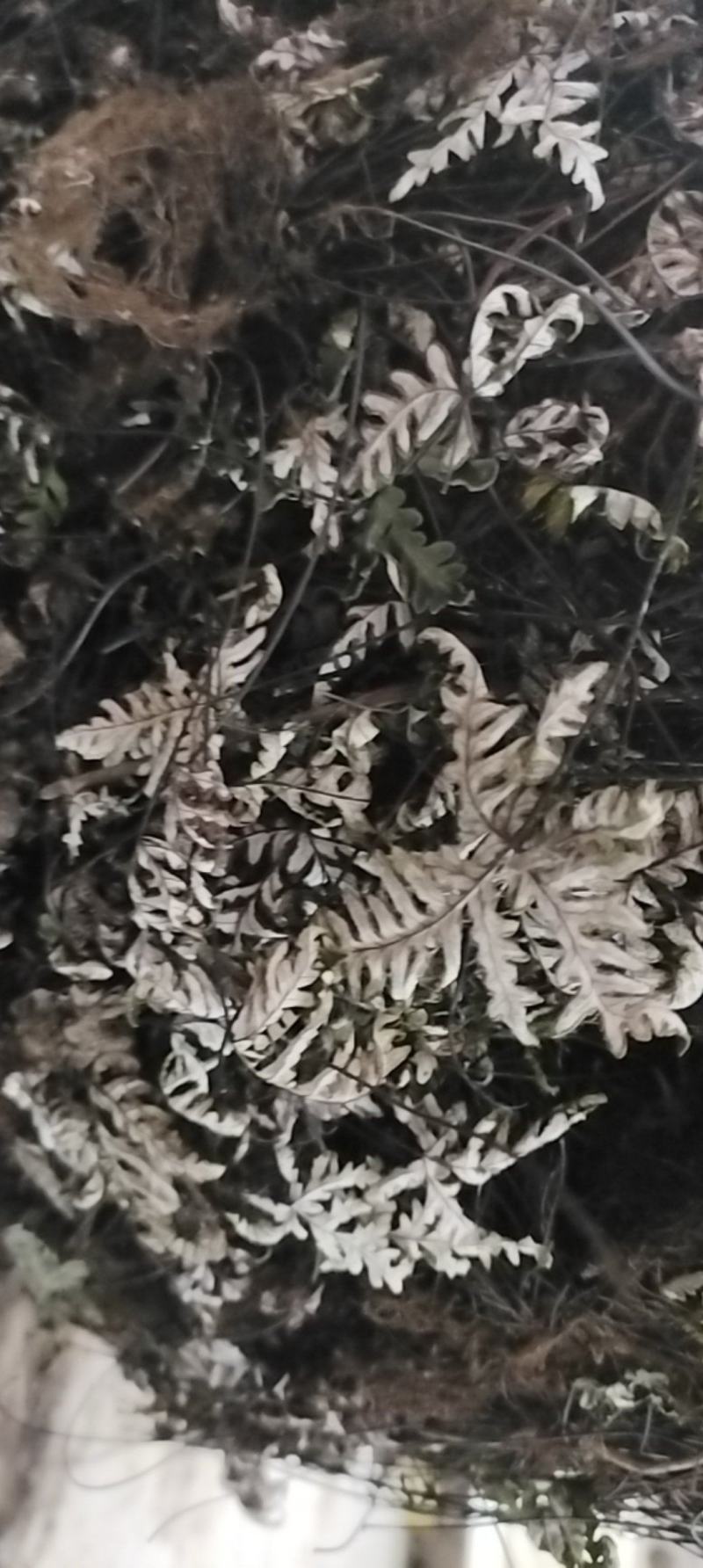 通经草金丝草、止惊草、金线铜皮分经草小孩拳伸筋草