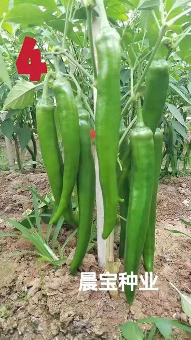 晨宝辣椒苗朝天椒苗，蒜乡红金贵宏种类齐全免费技术指导