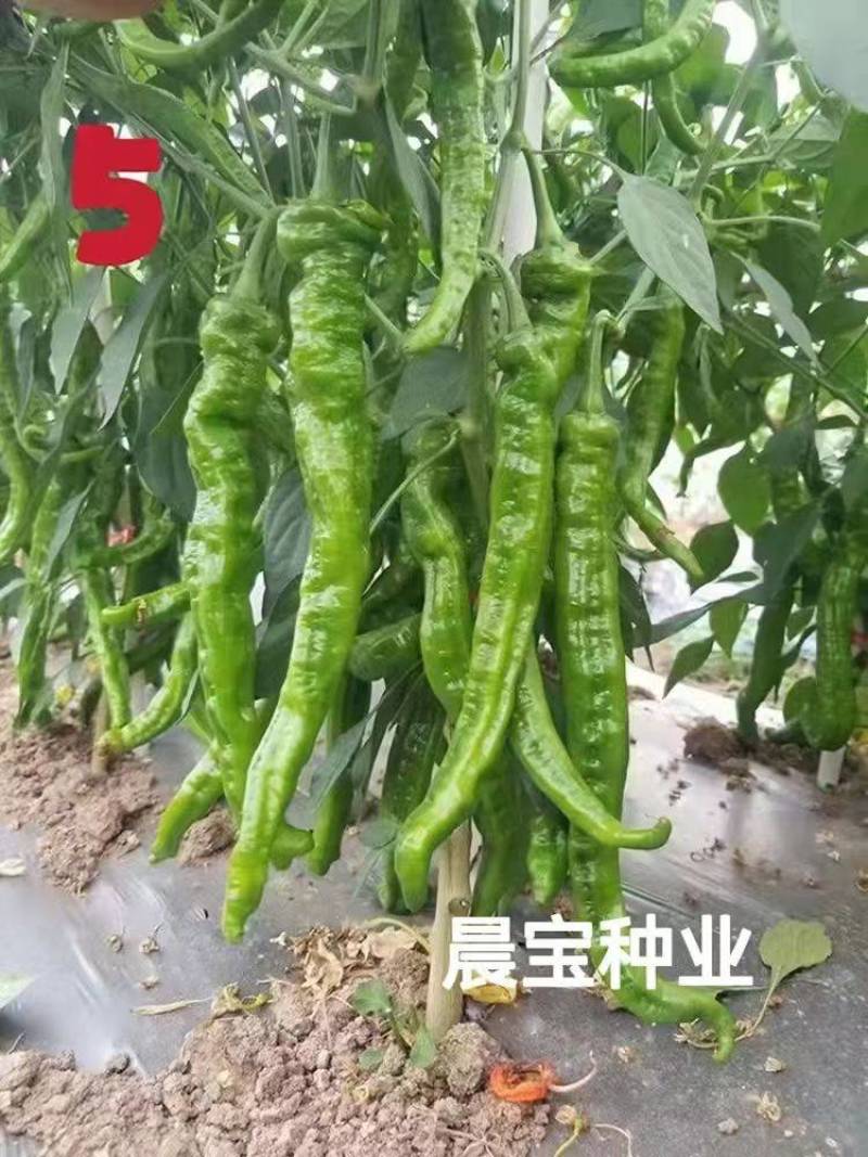晨宝辣椒苗朝天椒苗，蒜乡红金贵宏种类齐全免费技术指导