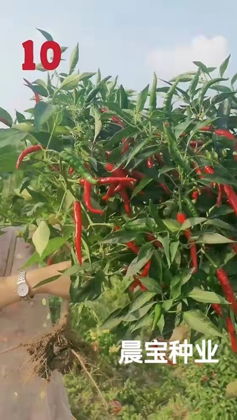 晨宝辣椒苗朝天椒苗，蒜乡红金贵宏种类齐全免费技术指导