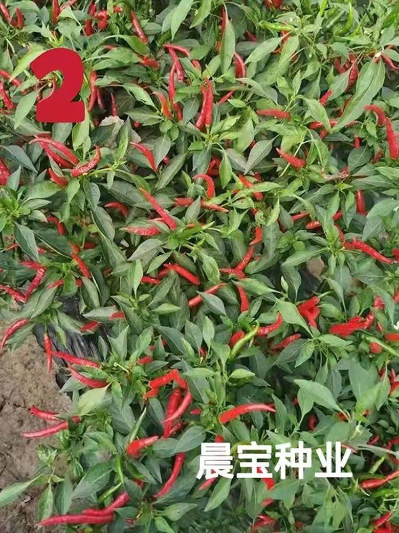 晨宝辣椒苗朝天椒苗，蒜乡红金贵宏种类齐全免费技术指导