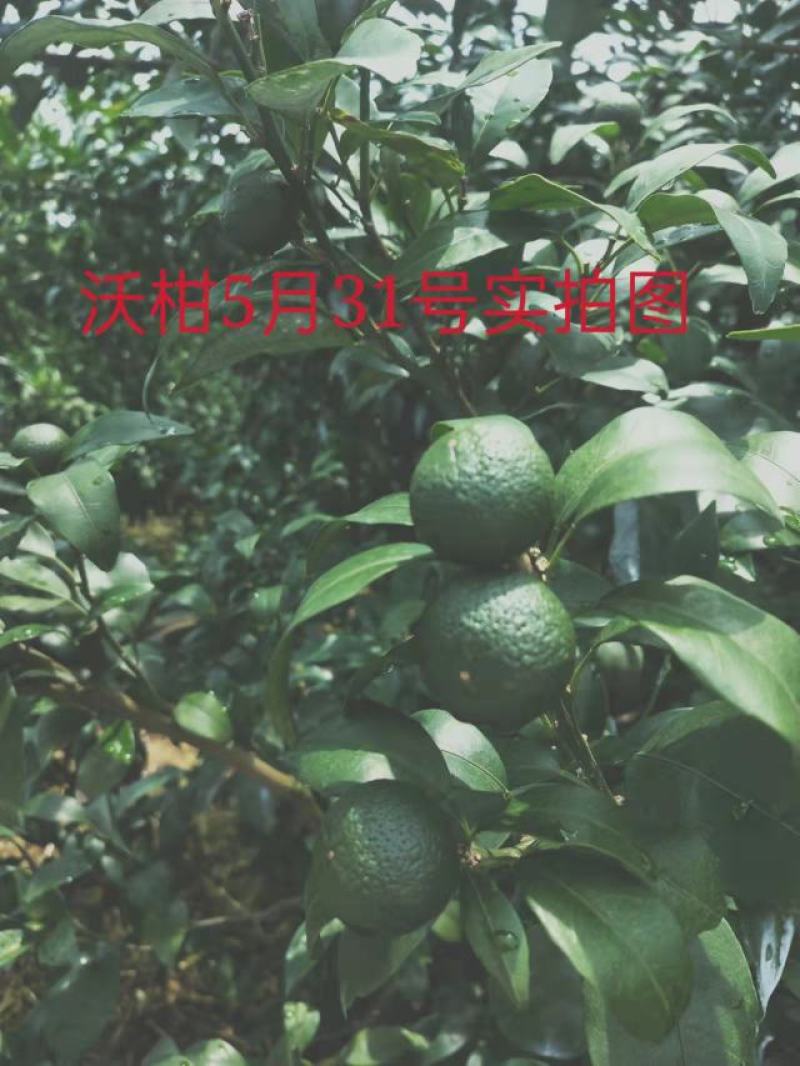聚碳++尿素促花保果促进幼果快速转绿催梢膨果促生长