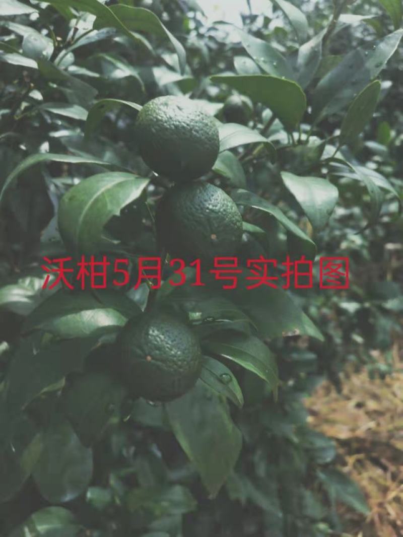 聚碳++尿素促花保果促进幼果快速转绿催梢膨果促生长