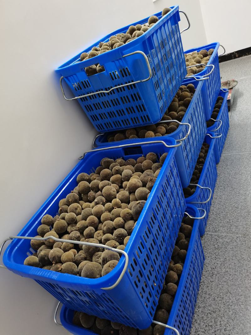 正毛圆果