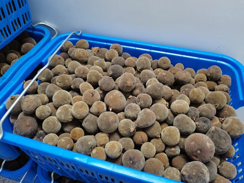 正毛圆果