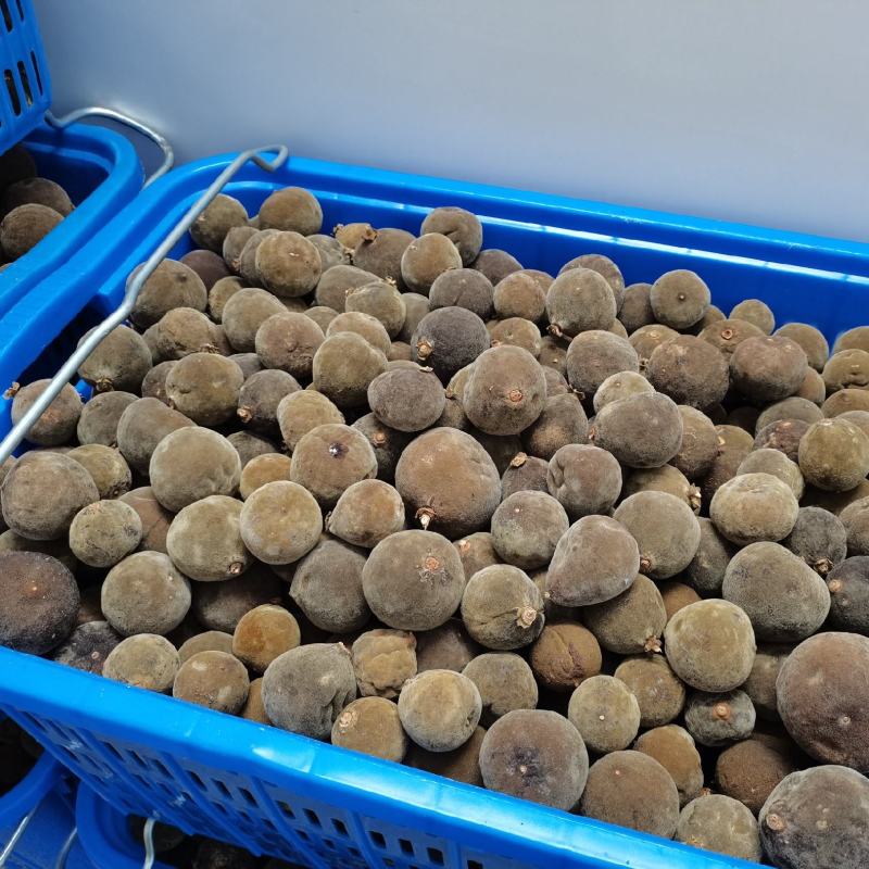 正毛圆果