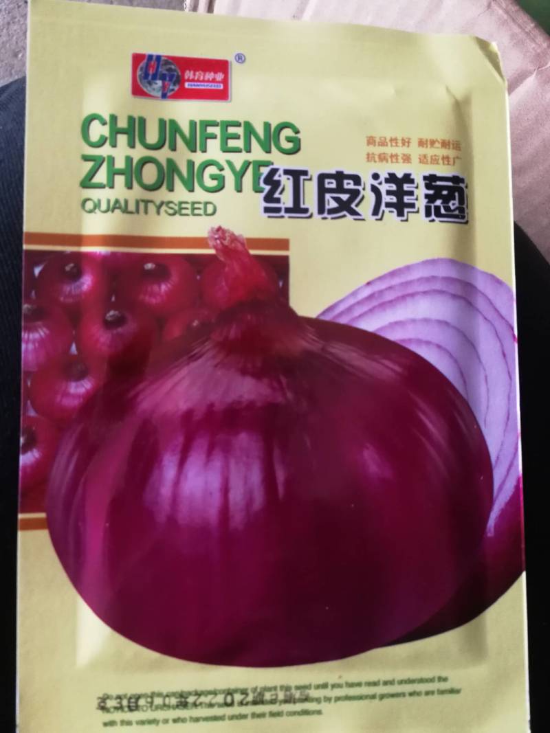 洋葱种籽四季播种阳台庭院农家田园春秋季高产红皮圆葱有机菜