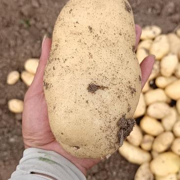 大棚荷兰，中暑土豆大量上市