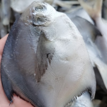 渤海湾鲳鱼腌制咸鱼厂家现货供应