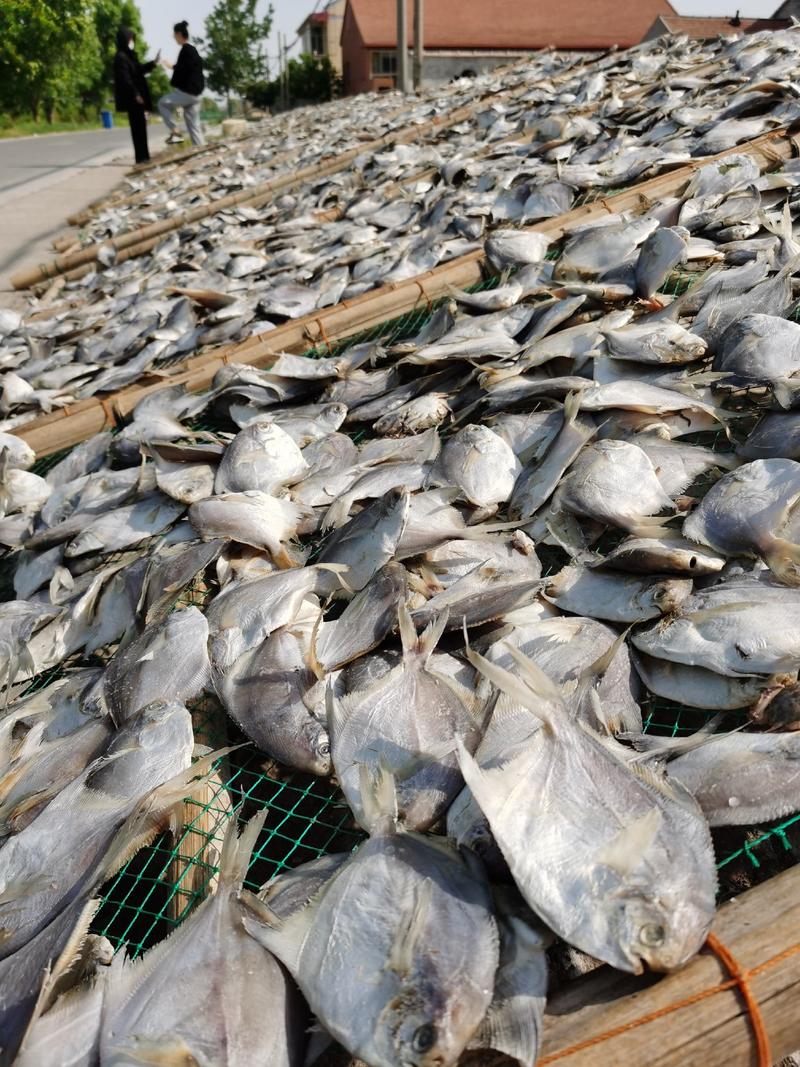 渤海湾鲳鱼腌制咸鱼厂家现货供应