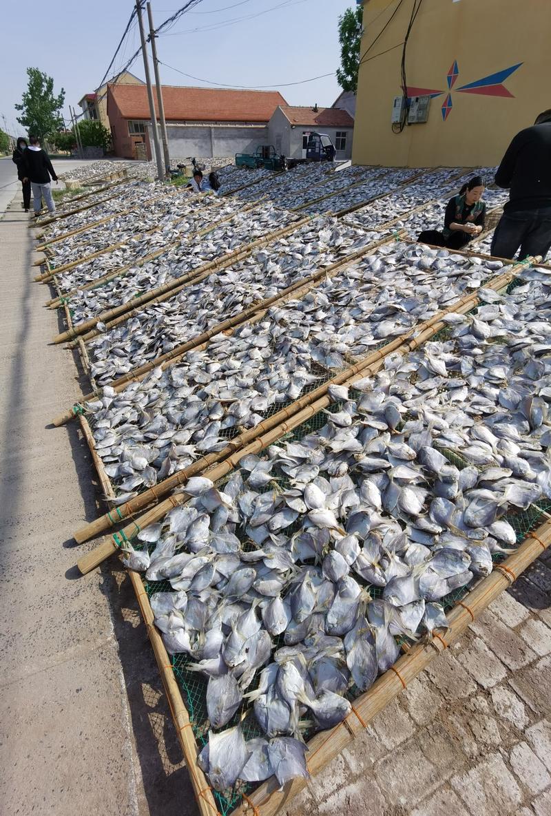 渤海湾鲳鱼腌制咸鱼厂家现货供应