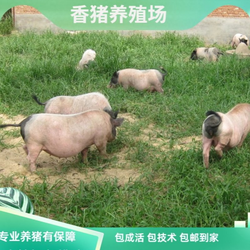 巴马香猪幼崽藏香猪小猪巴马香猪怀孕母猪种公猪