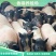 巴马香猪幼崽藏香猪小猪巴马香猪怀孕母猪种公猪