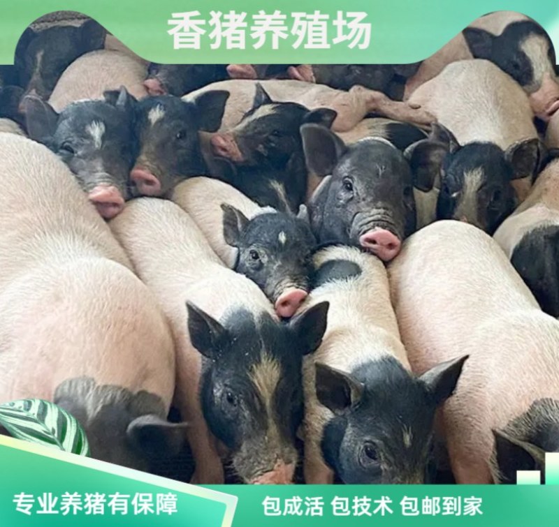 巴马香猪幼崽藏香猪小猪巴马香猪怀孕母猪种公猪