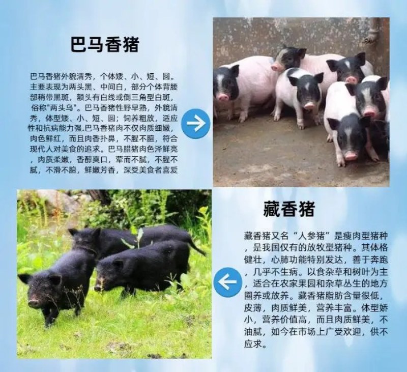 巴马香猪幼崽藏香猪小猪巴马香猪怀孕母猪种公猪