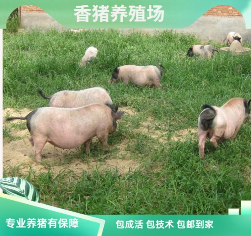 巴马香猪幼崽藏香猪小猪巴马香猪怀孕母猪种公猪