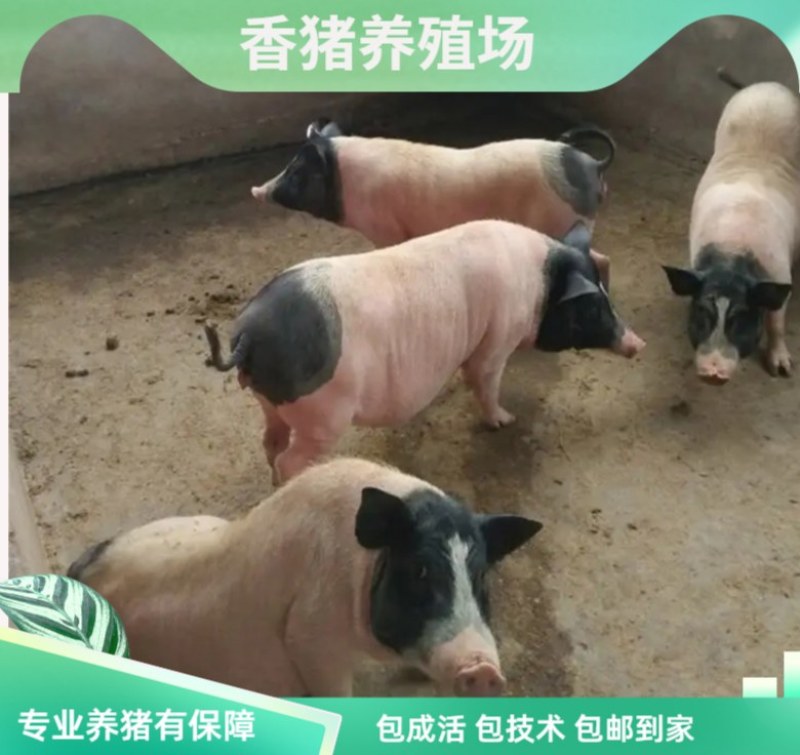 巴马香猪幼崽藏香猪小猪巴马香猪怀孕母猪种公猪