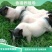 巴马香猪幼崽藏香猪小猪巴马香猪怀孕母猪种公猪
