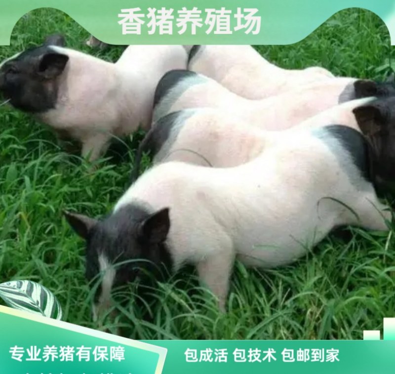 巴马香猪幼崽藏香猪小猪巴马香猪怀孕母猪种公猪