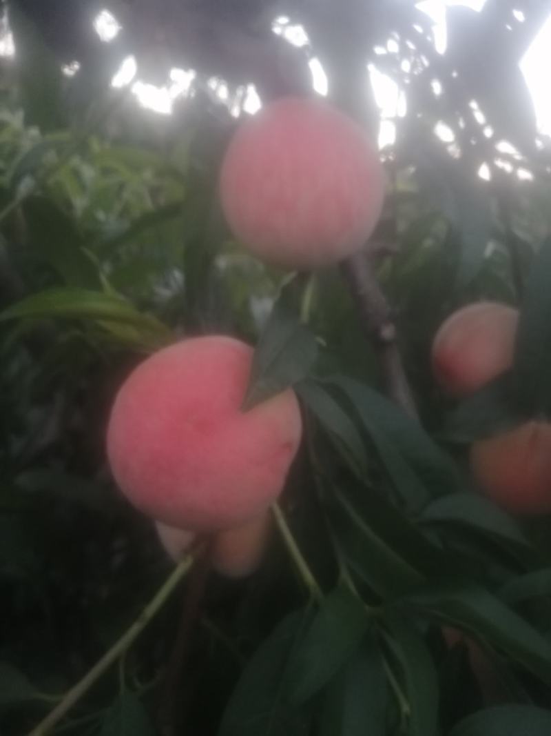 二号纸袋桃