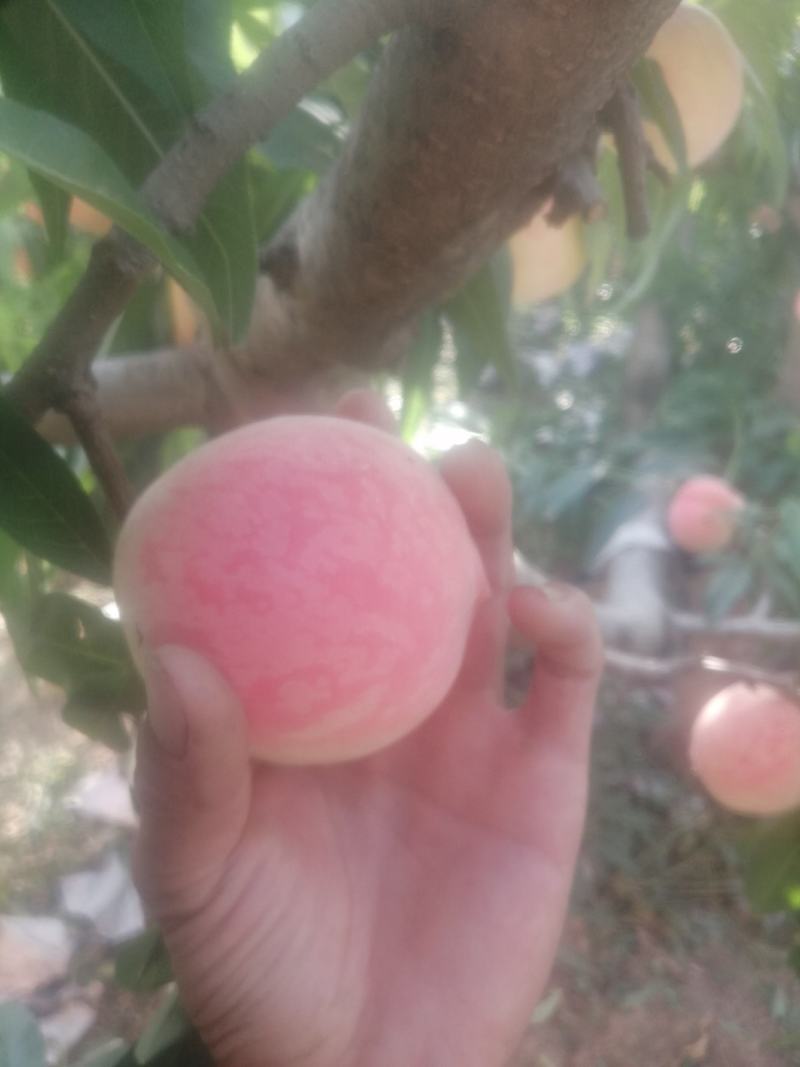 二号纸袋桃
