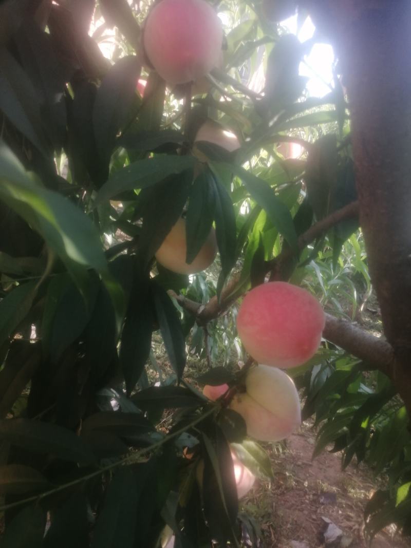 二号纸袋桃