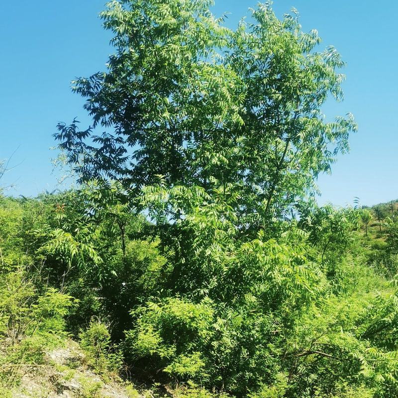 河北本地丛生黄连木基地，供应京津冀本地原生黄连木