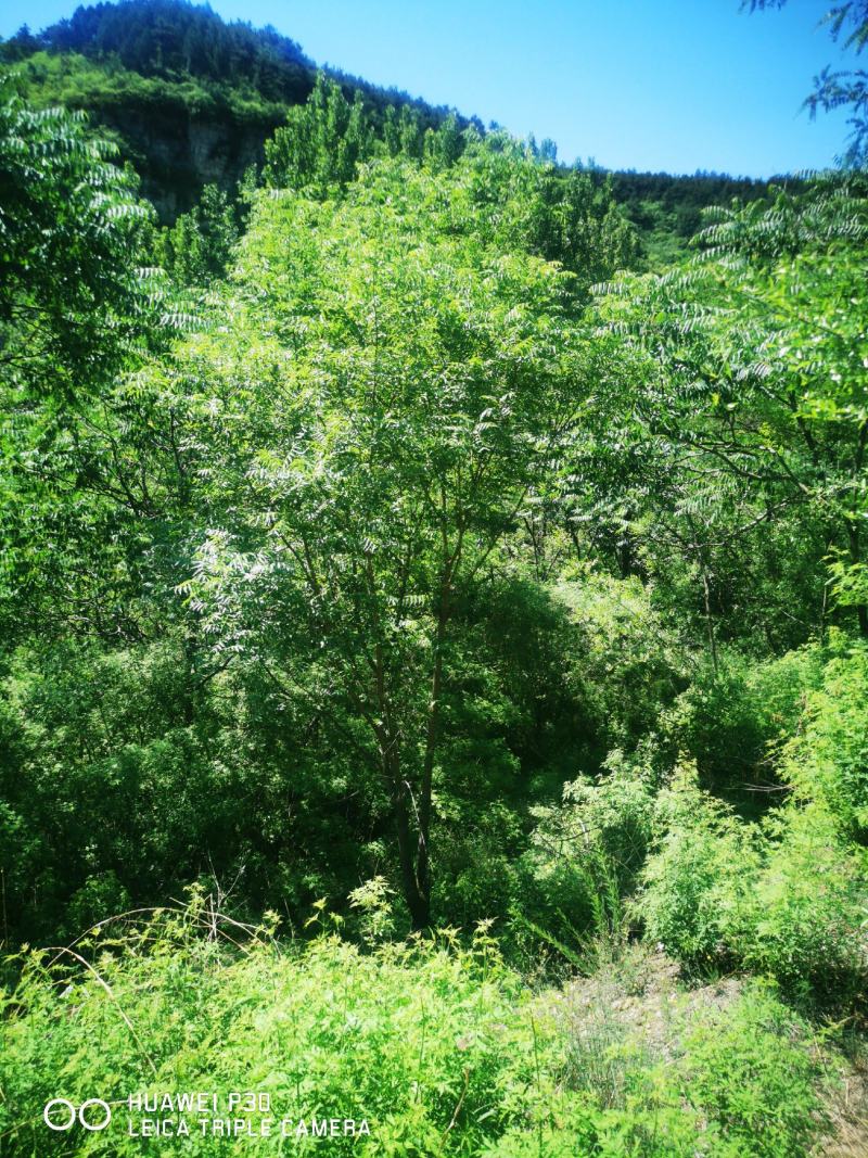 河北本地丛生黄连木基地，供应京津冀本地原生黄连木