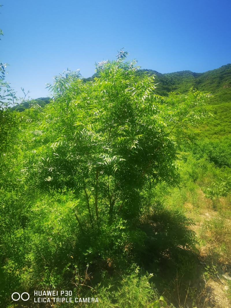 河北本地丛生黄连木基地，供应京津冀本地原生黄连木