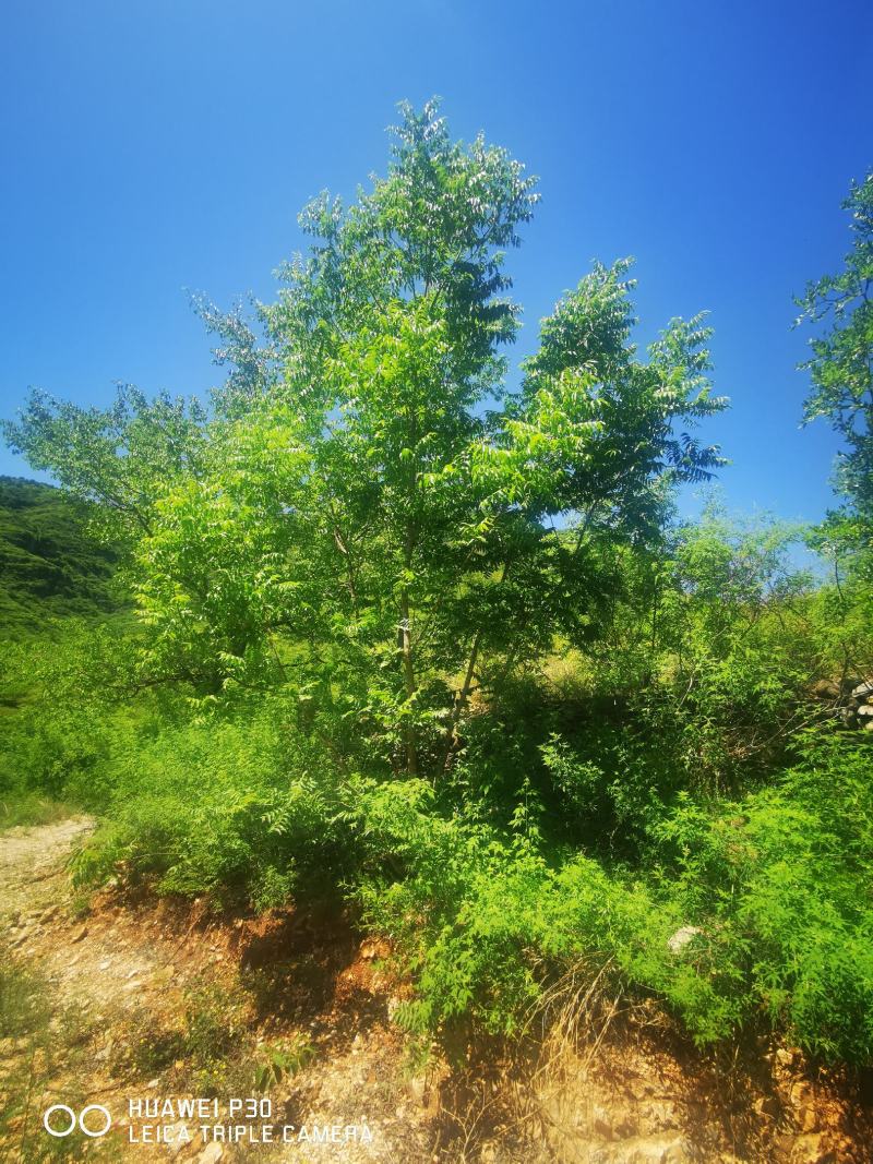 河北本地丛生黄连木基地，供应京津冀本地原生黄连木