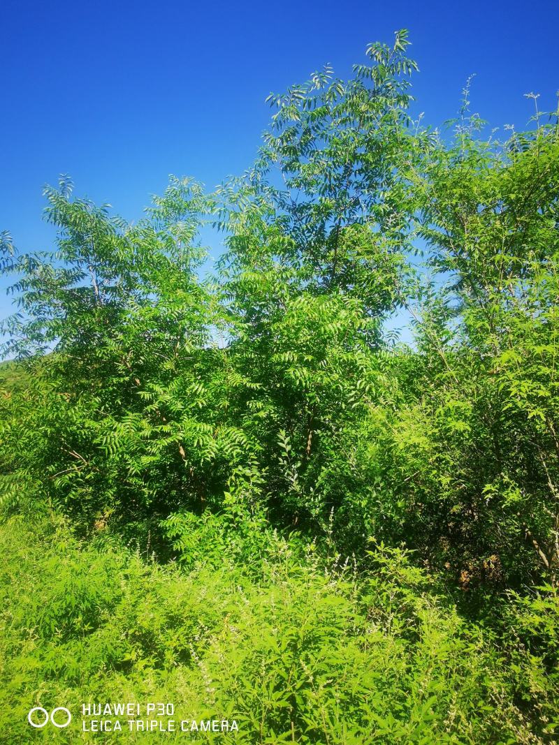 河北本地丛生黄连木基地，供应京津冀本地原生黄连木