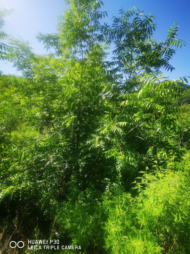 河北本地丛生黄连木基地，供应京津冀本地原生黄连木