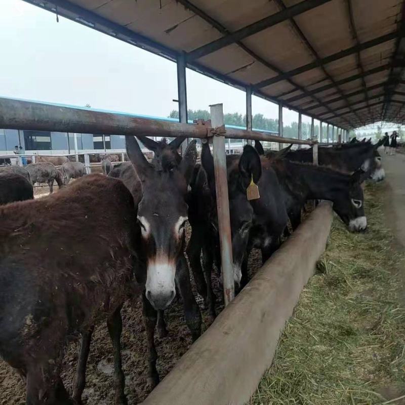 生鲜带皮驴肉厂家批发一手货源养殖基地直发