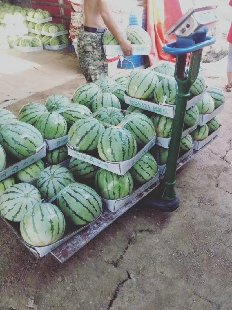 湖北西瓜一手货源，8424美都西瓜，现摘现发。