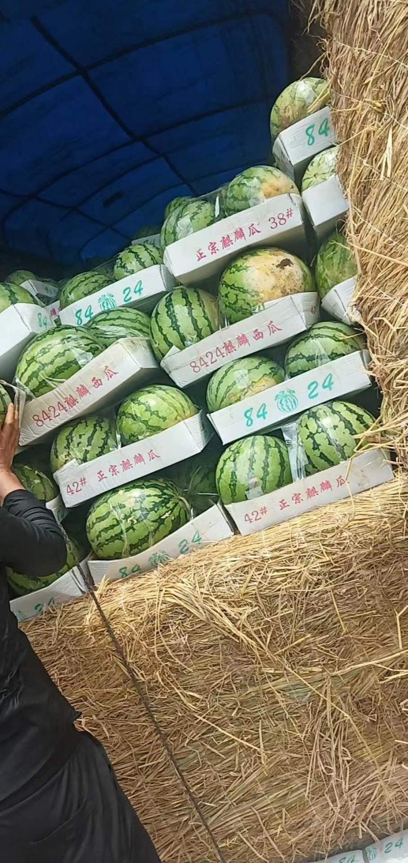 湖北西瓜一手货源，8424美都西瓜，现摘现发。