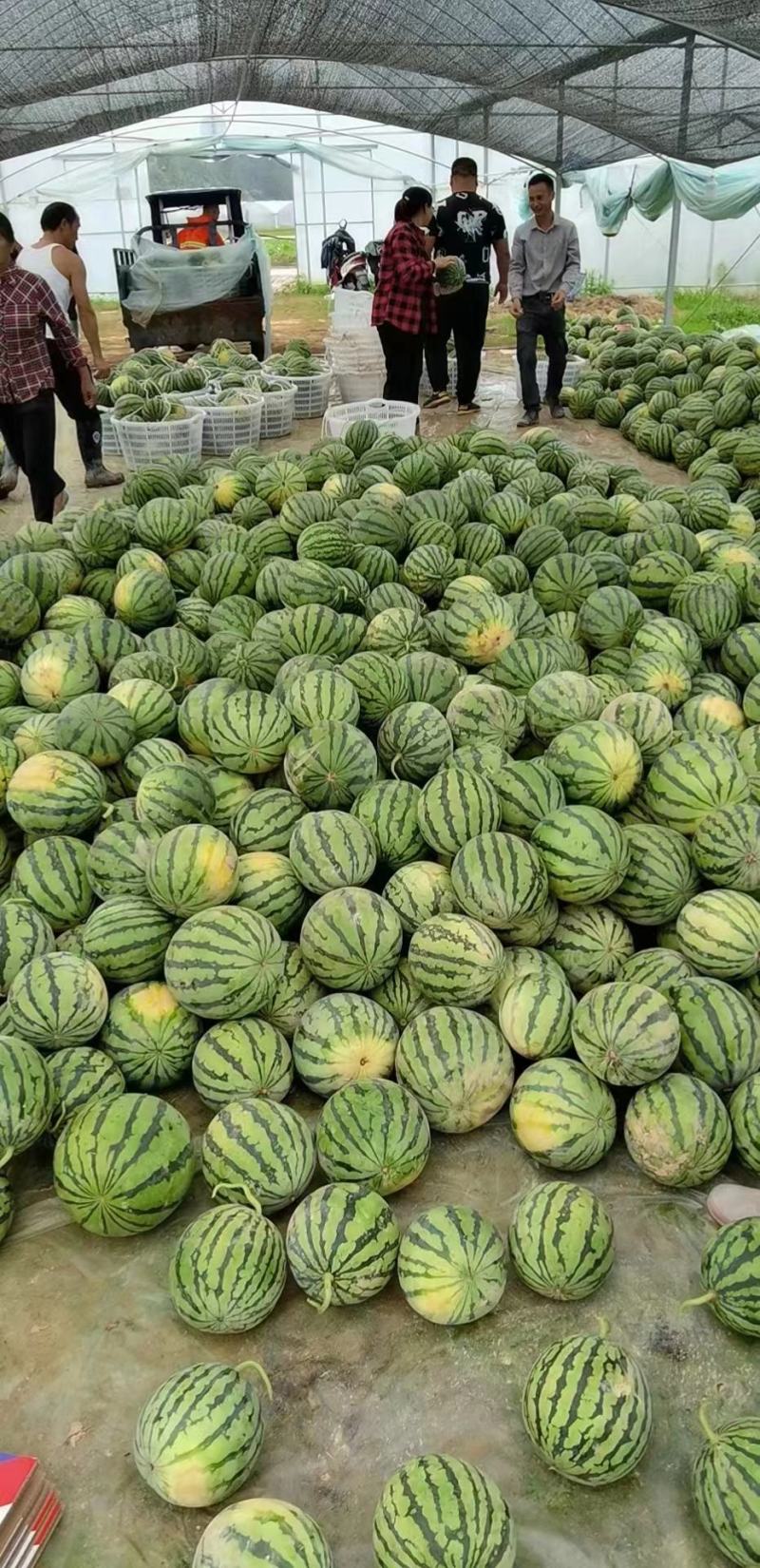 湖北西瓜一手货源，8424美都西瓜，现摘现发。