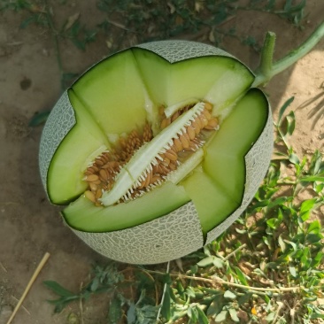 坤鹏果蔬供应链，各种甜瓜大量上市欢迎全国各地老板前来洽谈
