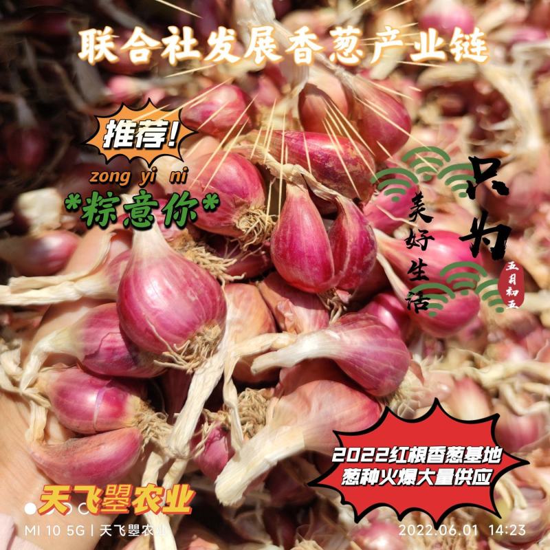 【云南红根香葱苗基地种植发展基地】
