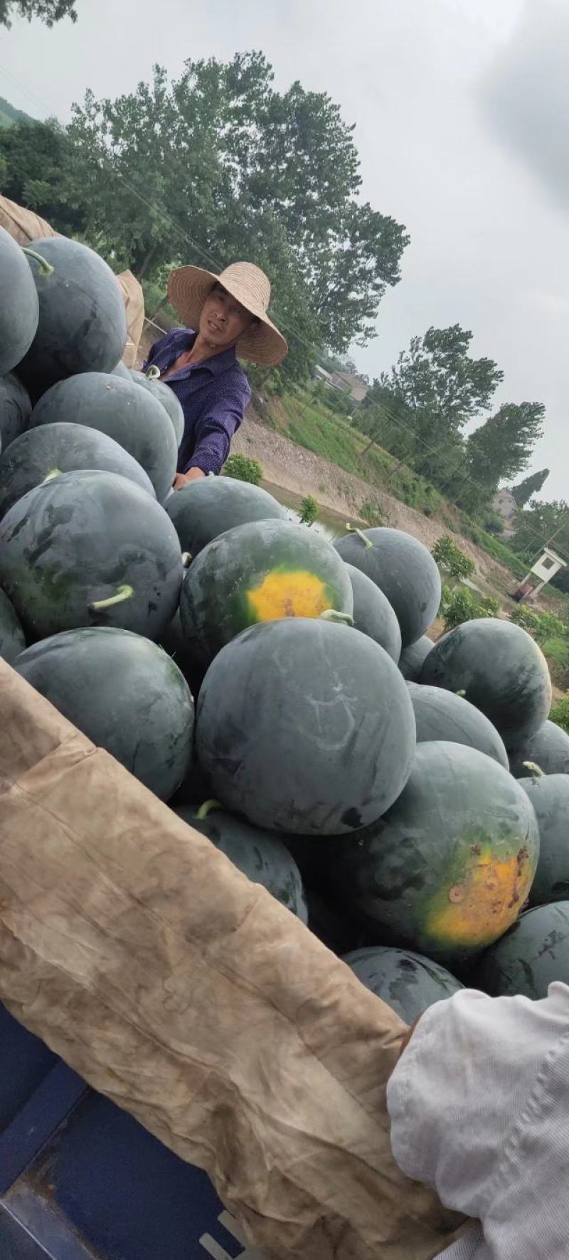 【洞庭壹号】精品黑皮无籽西瓜，包邮坏果包赔。